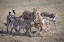 Picture of CHEETAH HUNTING