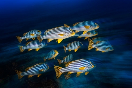 Picture of ORIENTAL SWEETLIPS