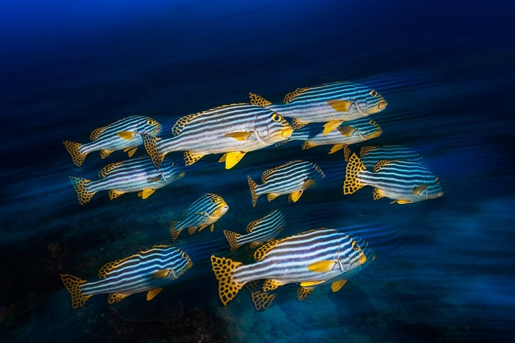 Picture of ORIENTAL SWEETLIPS