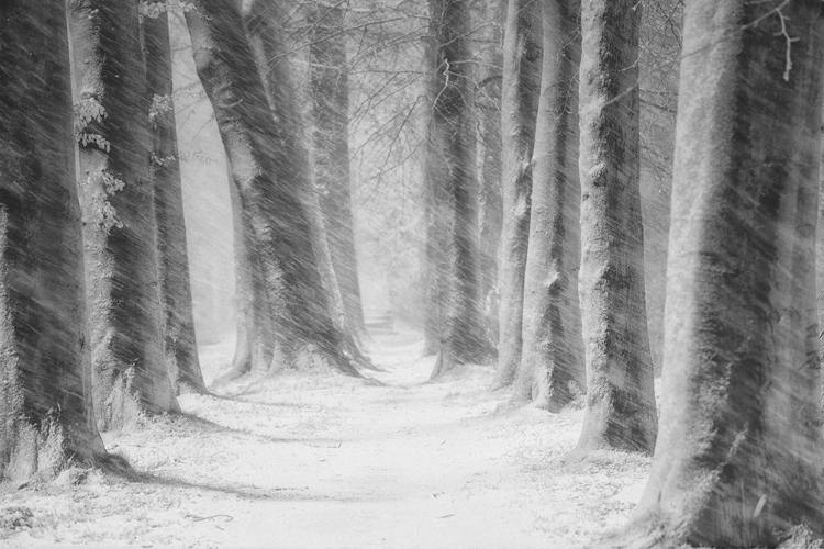 Picture of BLOWING SNOW