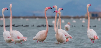 Picture of GREATER FLAMINGO