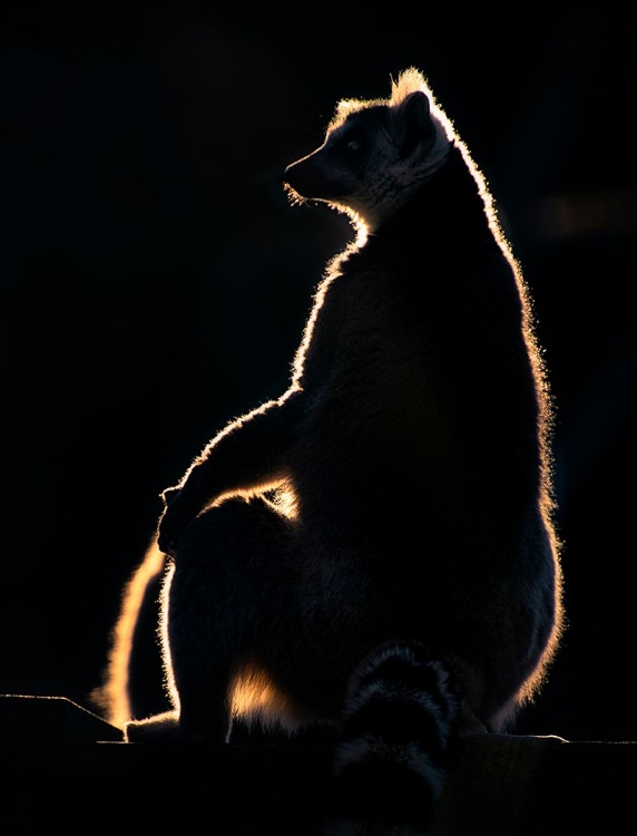 Picture of LEMUR AT SUNSET