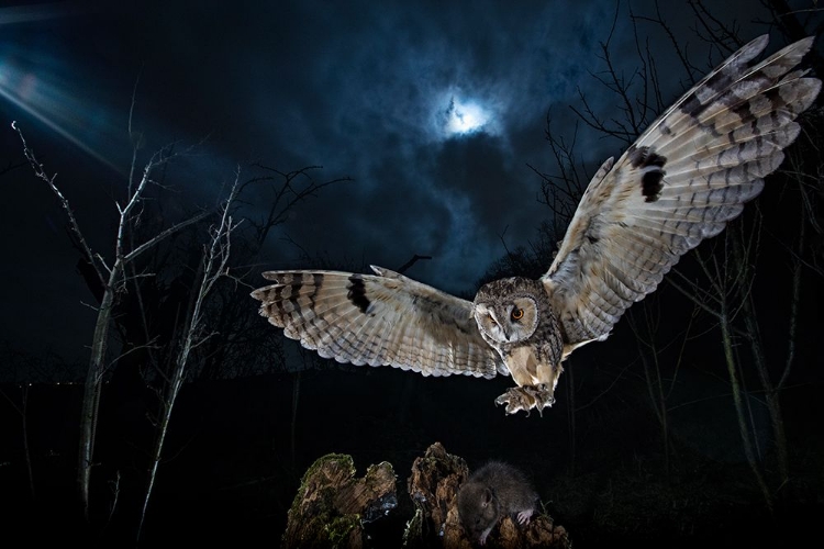 Picture of LONG EARED OWL