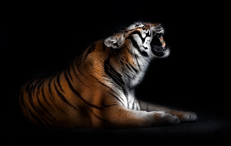 Picture of TIGER PORTRAIT