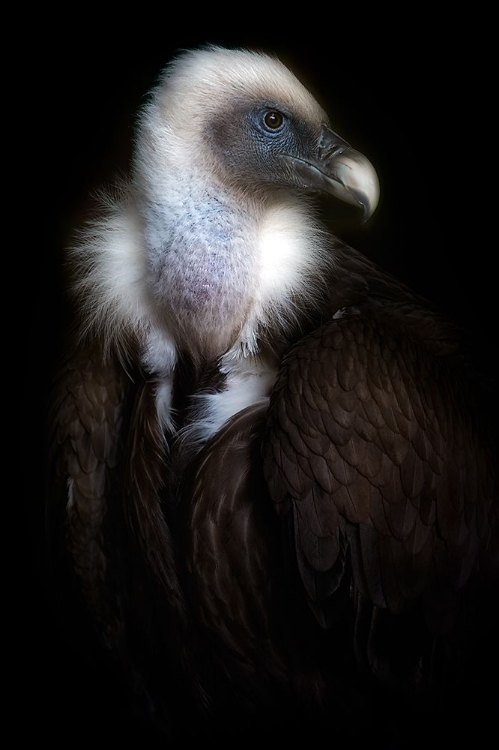 Picture of VULTURE PORTRAIT II