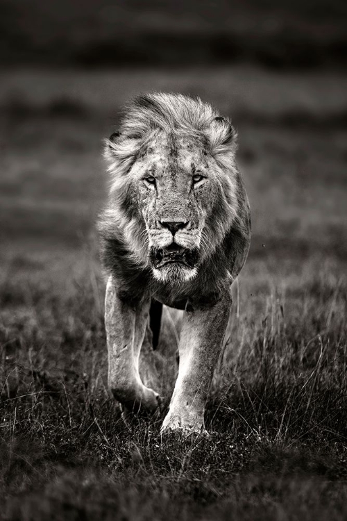 Picture of LION PATROLLING