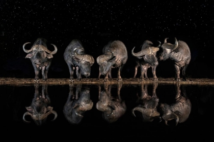 Picture of BUFFALOES IN THE WATERHOLE AT NIGHT