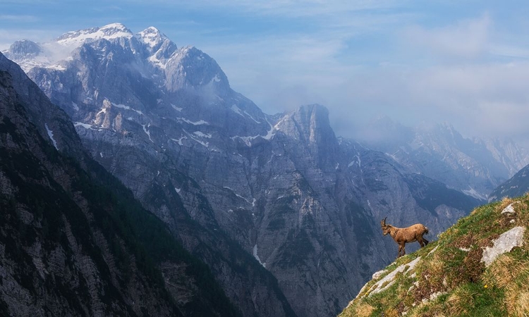 Picture of HIGH IN THE MOUNTAINS