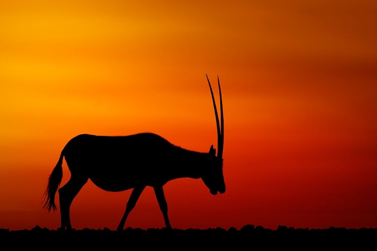 Picture of ARABIAN ORYX