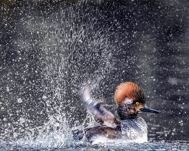 Picture of BATHING