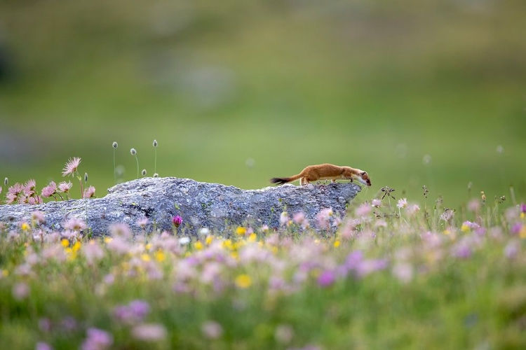 Picture of ERMINE ON PATROL