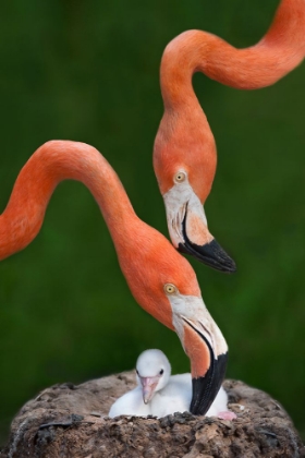 Picture of CARIBBEAN FLAMINGO FAMILY