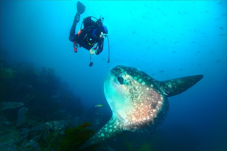 Picture of SUNFISH WHISPER