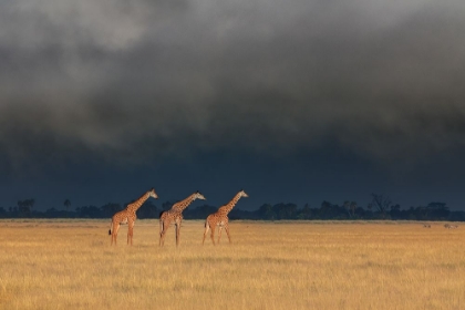 Picture of TRIO GIRAFFES IN KENYA STORM