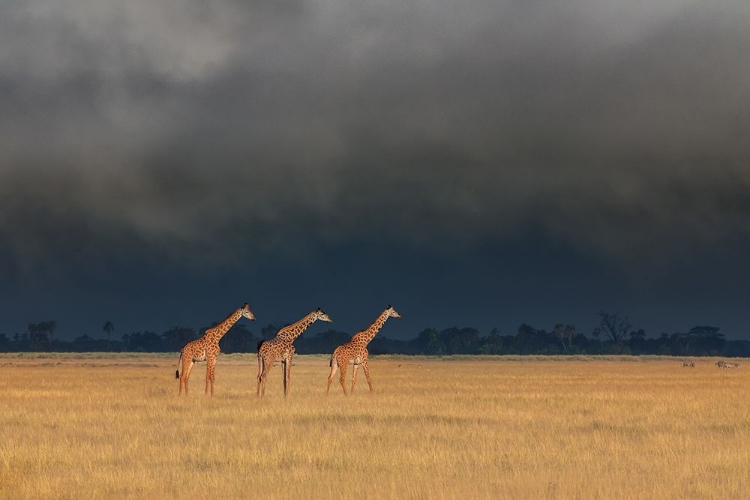 Picture of TRIO GIRAFFES IN KENYA STORM