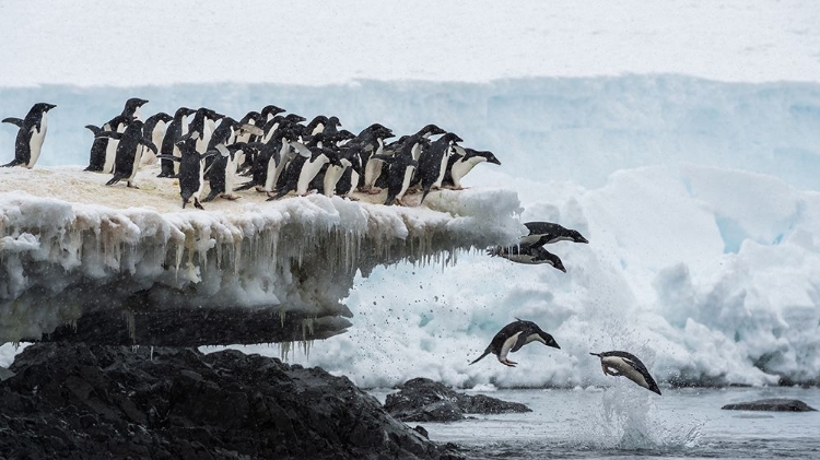 Picture of PENGUINS JUMPING