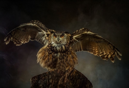 Picture of EUROPEAN EAGLE OWL