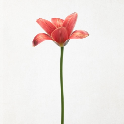 Picture of LONG STEMMED TULIP