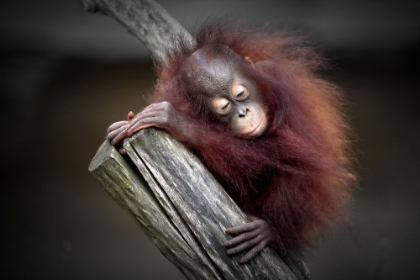 Picture of AFTER A PLAYFUL DAY (ORANG-UTAN BABY)