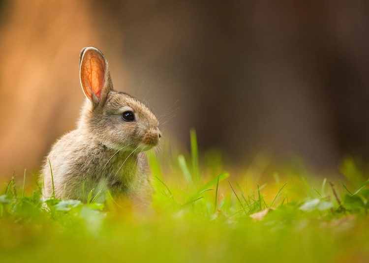 Picture of RABBIT