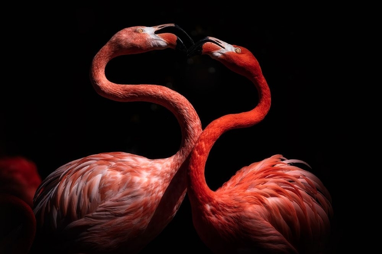 Picture of FLAMINGOS