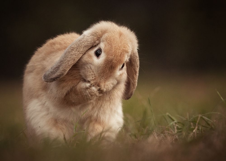 Picture of RABBIT