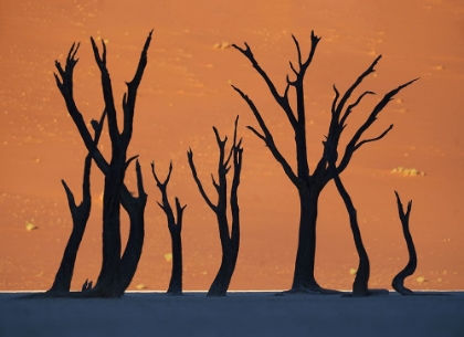 Picture of DEADVLEI