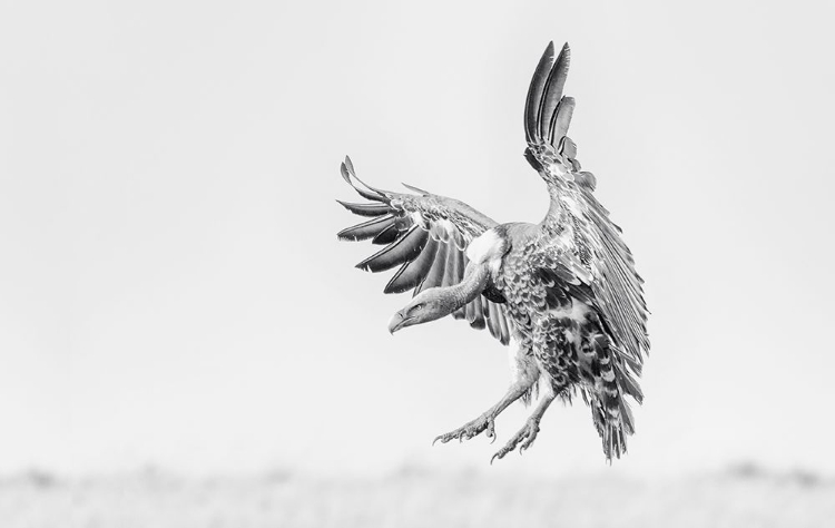 Picture of BALD EAGLE