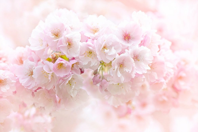 Picture of SPRING BLOSSOM