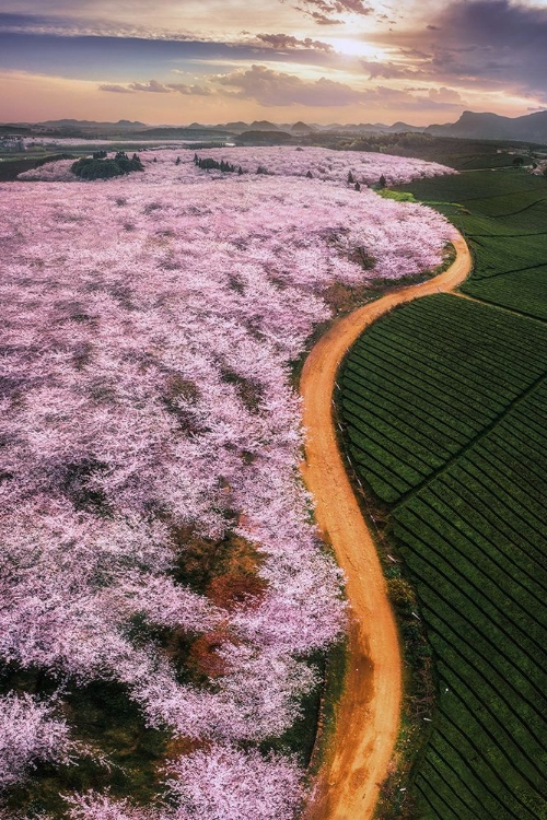 Picture of CHERRY BLOSSOMS