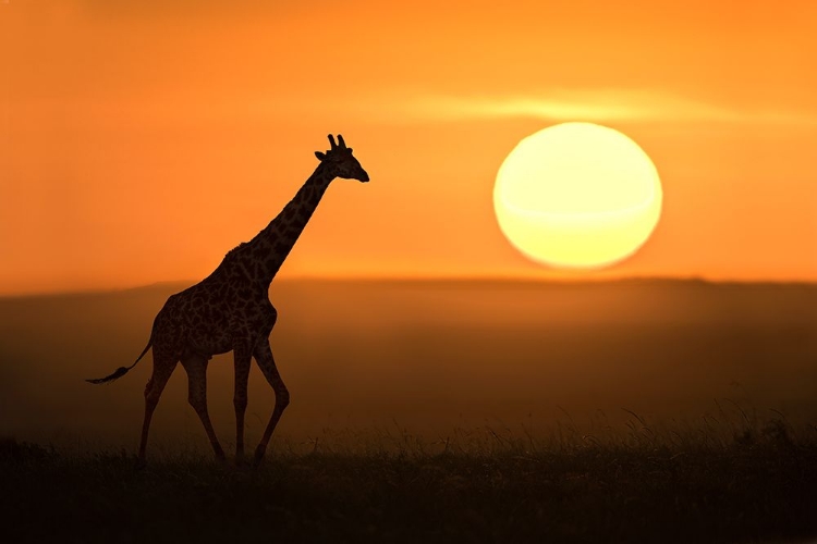 Picture of GIRAFFE AT SUNRISE