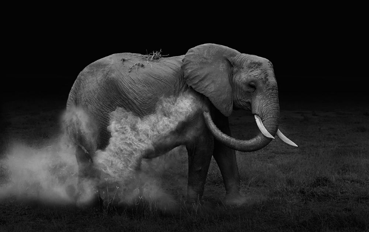 Picture of ELEPHENT SAND BATHING