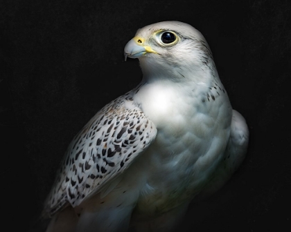 Picture of GYRFALCON PORTRAIT II