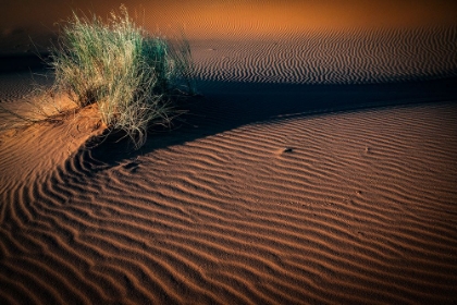 Picture of TUSSOCKS AND TRACKS