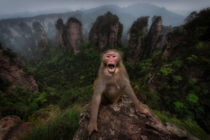 Picture of MACACO RHESUS