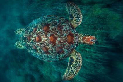 Picture of GREEN TURTLE