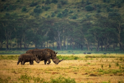 Picture of NAKURU FAMILY