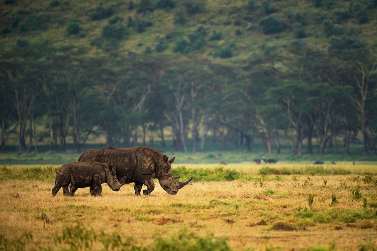 Picture of NAKURU FAMILY