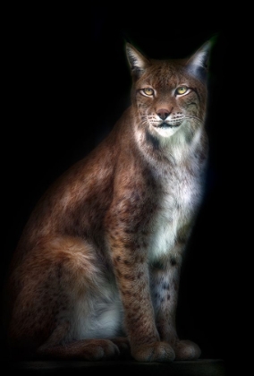 Picture of LYNX PORTRAIT