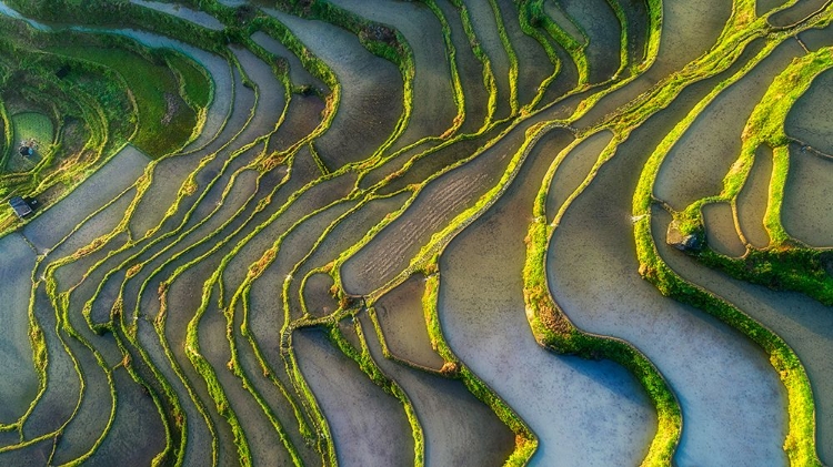 Picture of TERRACED FIELDS