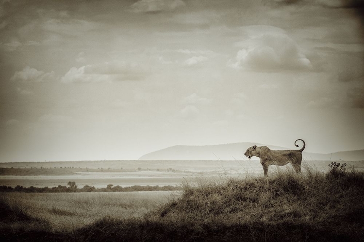 Picture of LONE LIONESS