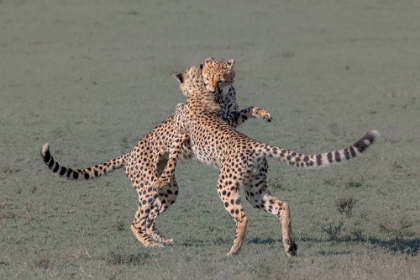 Picture of YOUNG CHEETAHS PLAYING