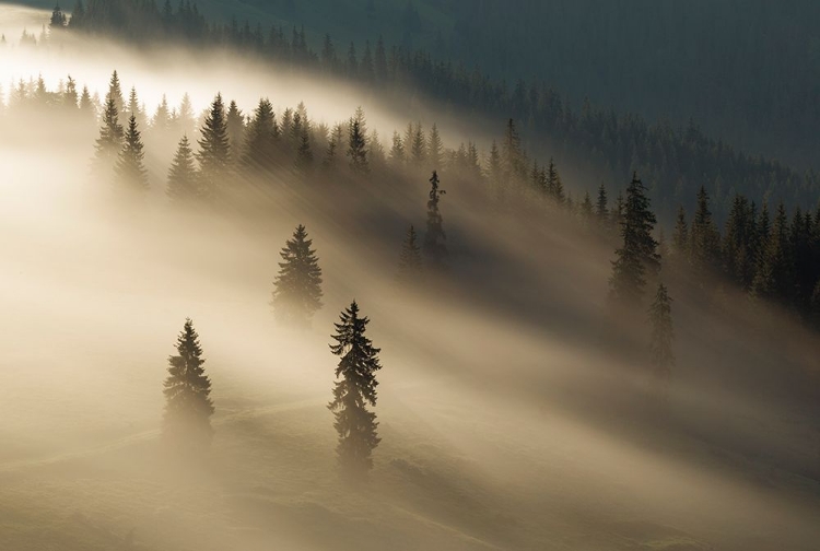 Picture of GOLDEN FOG