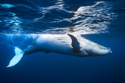 Picture of ON THE SURFACE OF THE WATER: A HUMPBACK WHALE