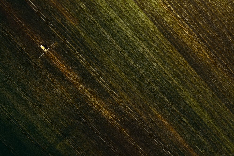 Picture of LINES BETWEEN THE FIELDS