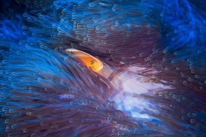 Picture of SKUNK CLOWNFISH