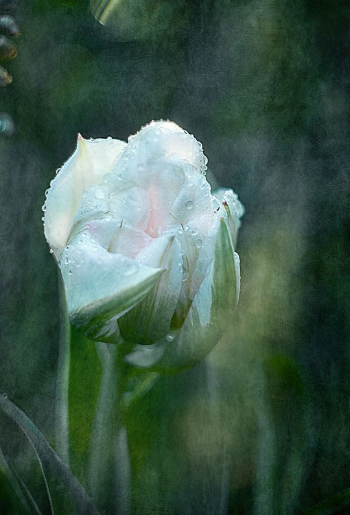 Picture of BLUSHING BRIDE