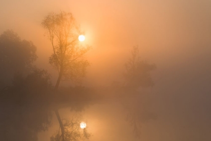 Picture of FOGGY SUNRISE