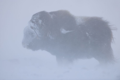 Picture of PORTRAIT OF MUSK OX FIGHTING A WINTER SNOW BLIZARD