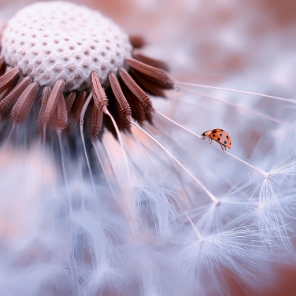 Picture of LADYBUG ON THE MUSHROOMS